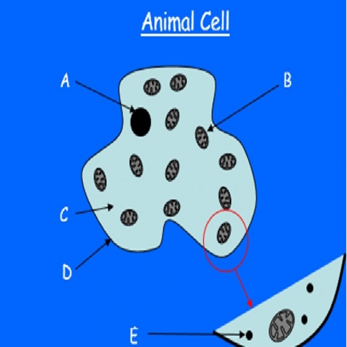 Cell structure and function